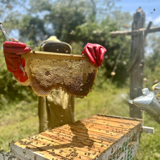 Buzzing Benefits for Ethical Beeswax Production